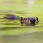 A beaver swims in the water with its head poking up.